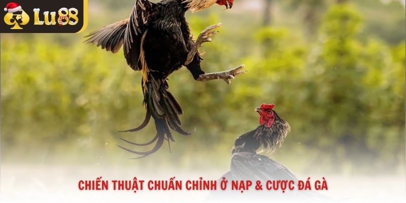 Chiến thuật chuẩn chỉnh ở nạp và cược đá gà